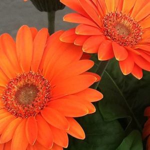 Meet your Posher, Brandy